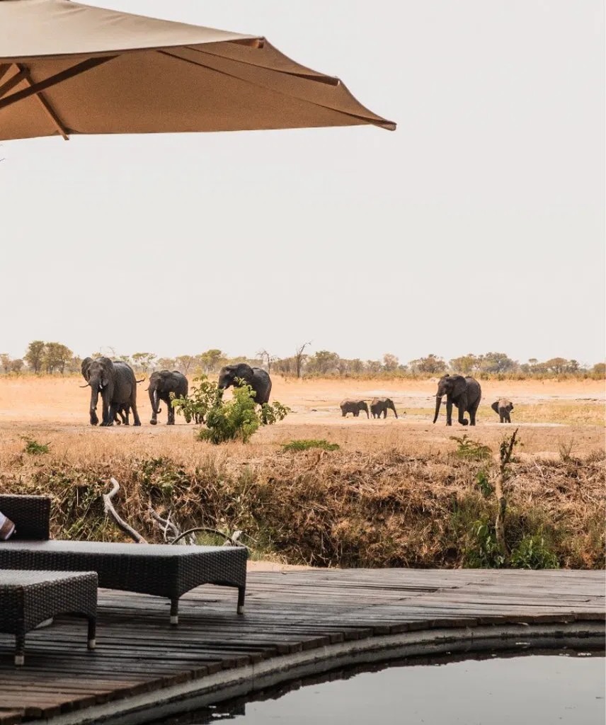 Elephants walking past a safari lodge pool deck in Africa